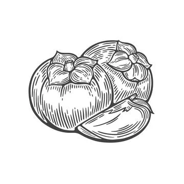 Persimmon line drawing Stock Illustration