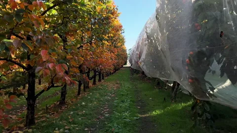 Persimmon orchard rows filled with colorful autumn foliage and protective net... Stock Footage 343260230