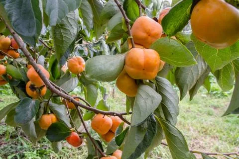 Persimmon Stock-Fotos