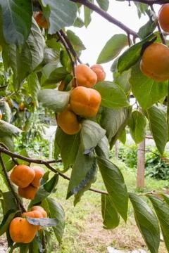 Persimmon Foto stock