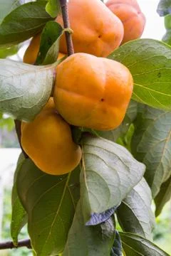 Persimmon Stock Photos