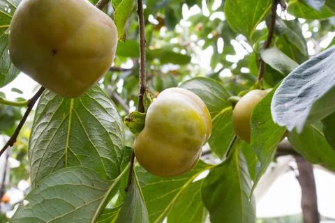 Persimmon Stock Photos