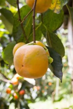 Persimmon Stock Photos