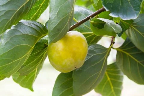 Persimmon Stock Photos