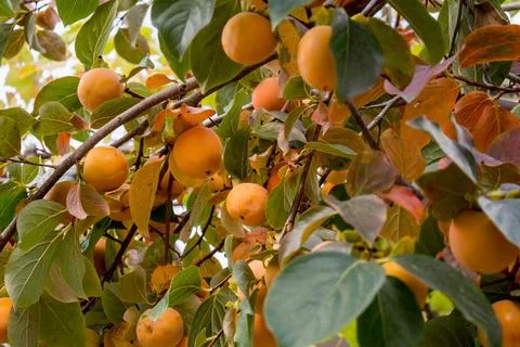 Persimmon Stock Photos