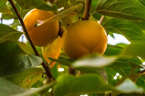 Persimmon Stock Photos