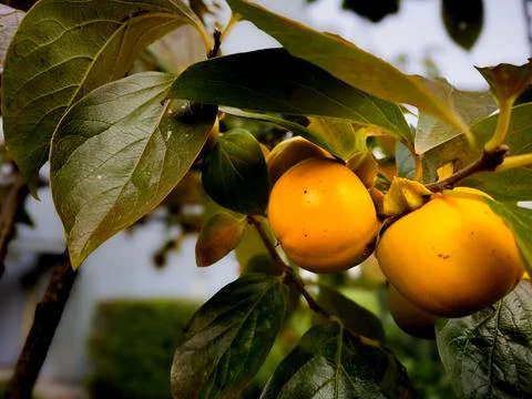 Persimmon 스톡 사진
