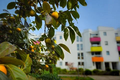 Persimmon 写真素材