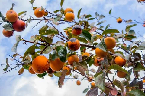 Persimmon Stock Photos