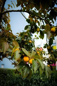 Persimmon 库存照片