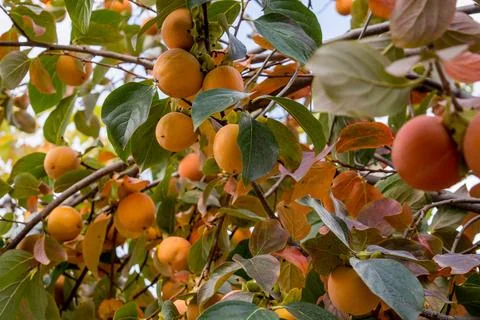 Persimmon Stock Photos