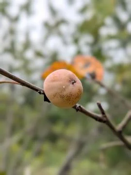 Persimmon Stock Photos