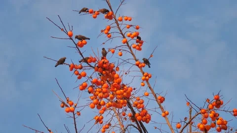 Persimmon plant Stock Footage 145889596