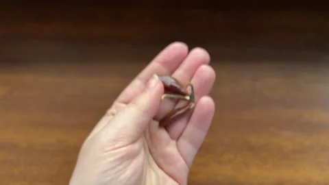 Persimmon Seeds Sprouting in Hand Stock Footage 320818167