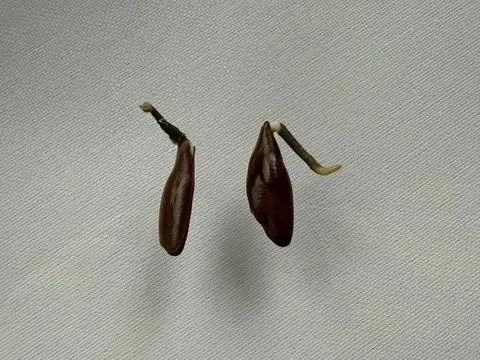 Persimmon Seeds Sprouting on White Background Stock Photos