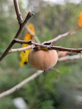 Persimmon Side Profile Stock Photos