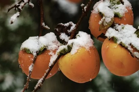 Persimmon with snow 写真素材