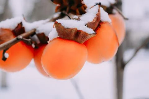 Persimmon in the snow Stock Photos