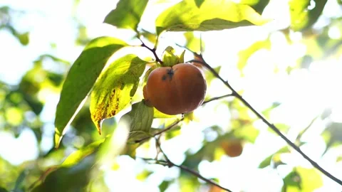 Persimmon sways on the green branches of a tree in the sun Vídeo Stock 269050609
