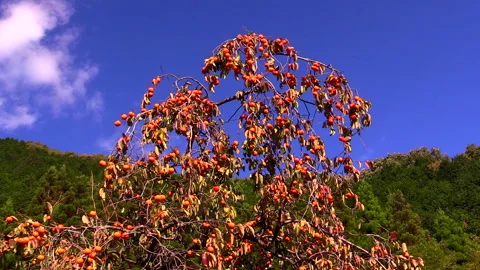 The Persimmon Tree and the Clouds Stock Footage 332223377