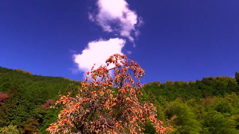 The Persimmon Tree and the Clouds Stock Footage 332223391
