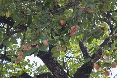 Persimmon tree is bearing fruit. Tree with edible fruit Stock Photos