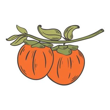 Persimmon tree branch holding ripe orange fruits Stock Illustration