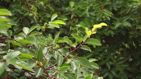 Persimmon tree branches with green leaves on an autumn rainy day 스톡 동영상 139294554