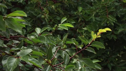 Persimmon tree branches with green leaves on an autumn rainy day Stock Footage 139294563