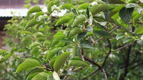 Persimmon tree branches with green leaves on an autumn rainy day 스톡 동영상 139294566
