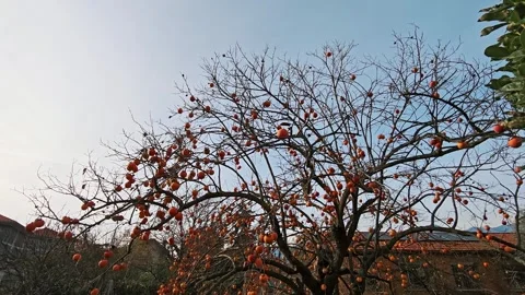 Persimmon tree with bright orange ripe fruits on bare branches under blue sky in Stock Footage 324961012