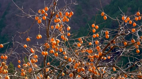 Persimmon tree Stock Footage 144423944