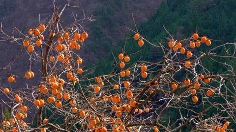 Persimmon tree Stock Footage 144423965