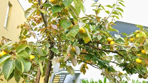 Persimmon tree Stock Footage 302572176
