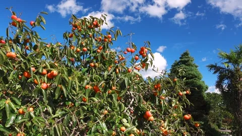 The Persimmon Tree Stock Footage 332274596
