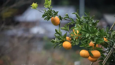 The Persimmon Tree Stock Footage 333153588