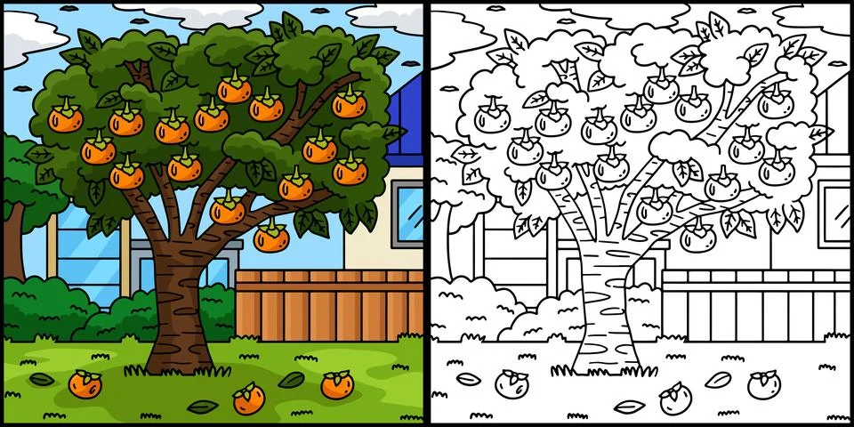 Persimmon Tree Fruit Plant Coloring Illustration Stock Illustration