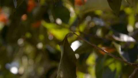 Persimmon on the tree. Fruits.Fruits on the tree. Stock Footage 80403185