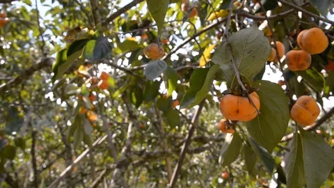 Persimmon on the tree. Fruits.Fruits on the tree. Stock Footage 80404150