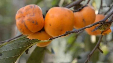 Persimmon on the tree. Fruits.Fruits on the tree. Stock Footage 80449527