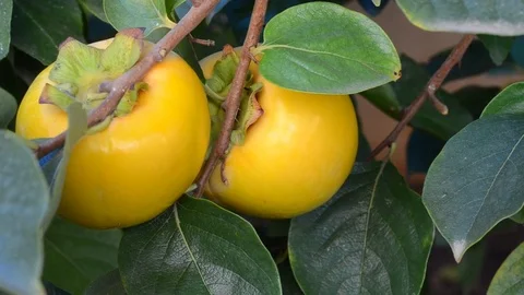 Persimmon on the tree. Fruits.Fruits on the tree. Vidéo 81233392