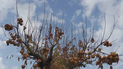 Persimmon tree growing in the fruit grove with rich autumn harvest, tree Video stock 232294130
