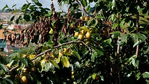 Persimmon tree in Italy, close up. Rome on the background. Stock Footage 117841903