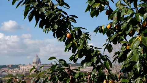 Persimmon tree in Italy, close up. Rome on the background. Vídeos de archivo 117842015