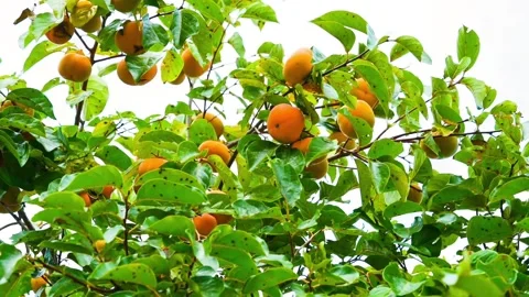 Persimmon tree with overripe orange persimmons fruit in autumn garden in Korea Video stock 319887426