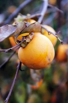A persimmon on a tree Stock Photos