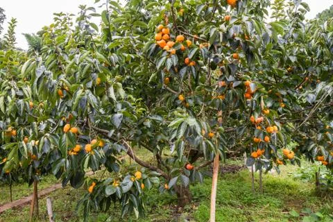 Persimmon tree Stock Photos