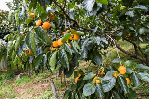 Persimmon tree Foto stock