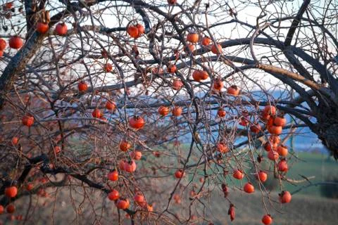 Persimmon tree Stock Photos