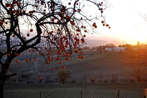 Persimmon tree Stock Photos